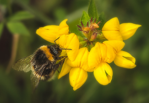 Så- og pasningsvejledning for Lotus corniculatus - Kællingetand