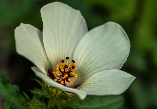 Så- og pasningsvejledning for Hibiscus trionum 'Simply Love' - Timeviser
