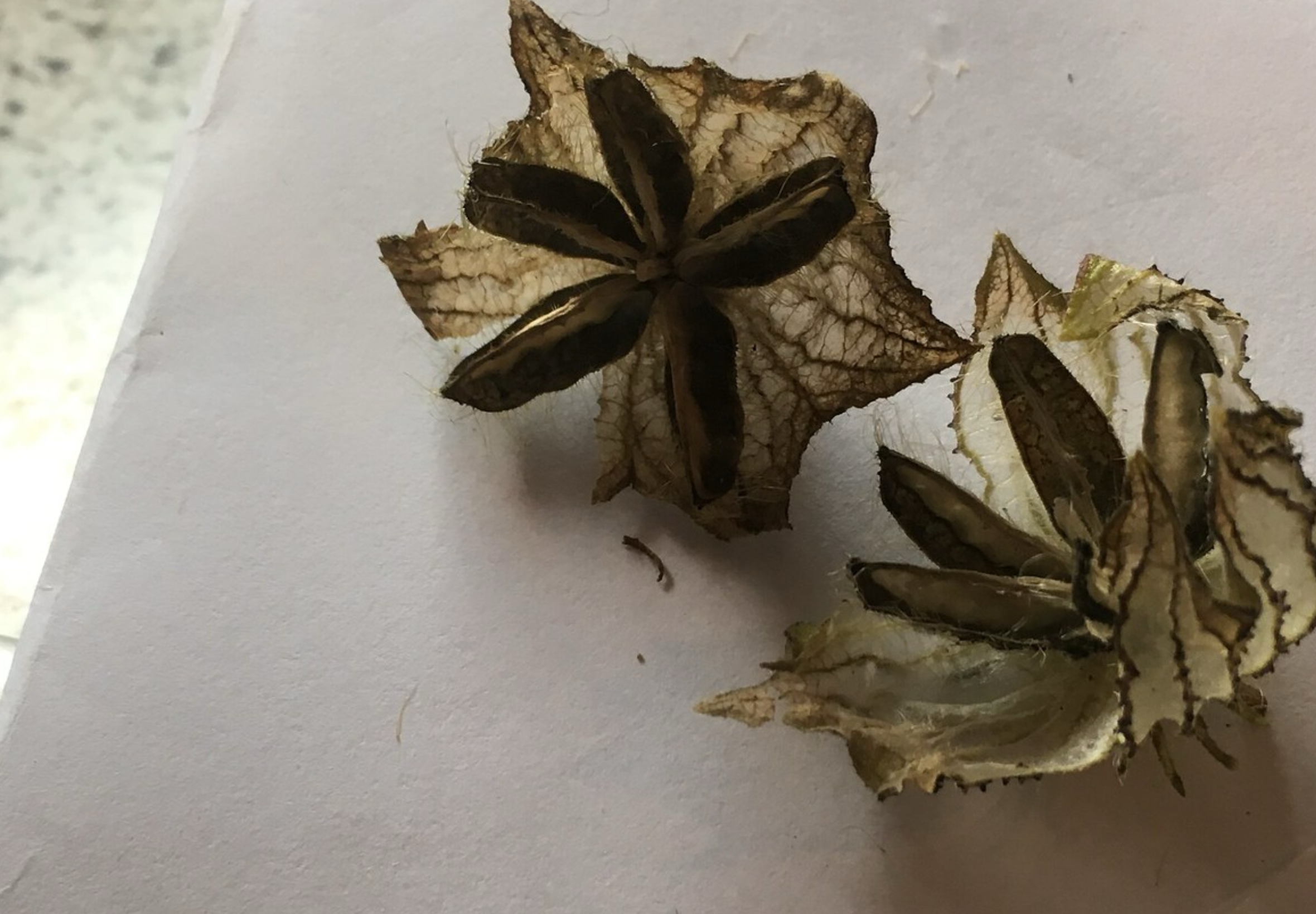 Høst og opbevaring af frø fra Hibiscus trionum