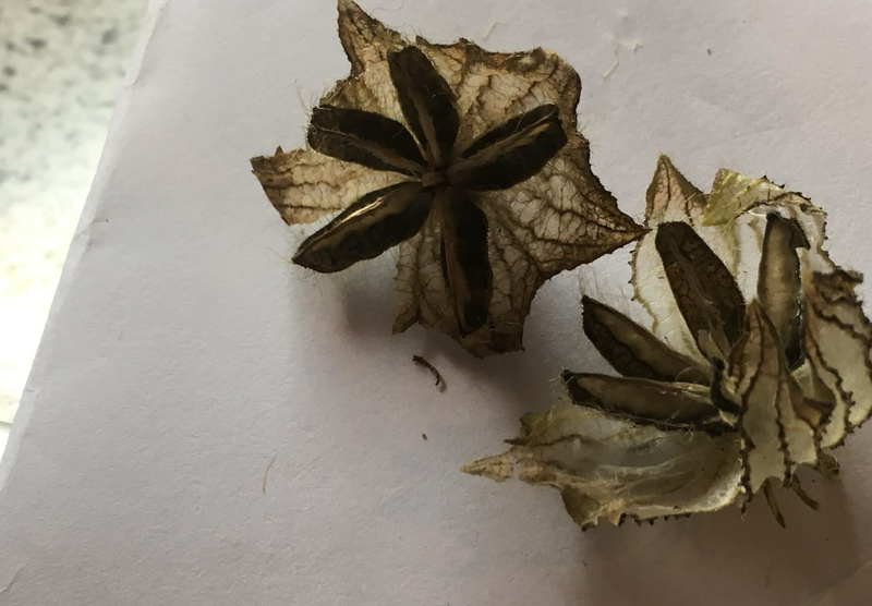 Høst og opbevaring af frø fra Hibiscus trionum