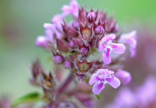 Så- og pasningsvejledning for Timian 'Purple Creeping' (Thymus serpyllum)