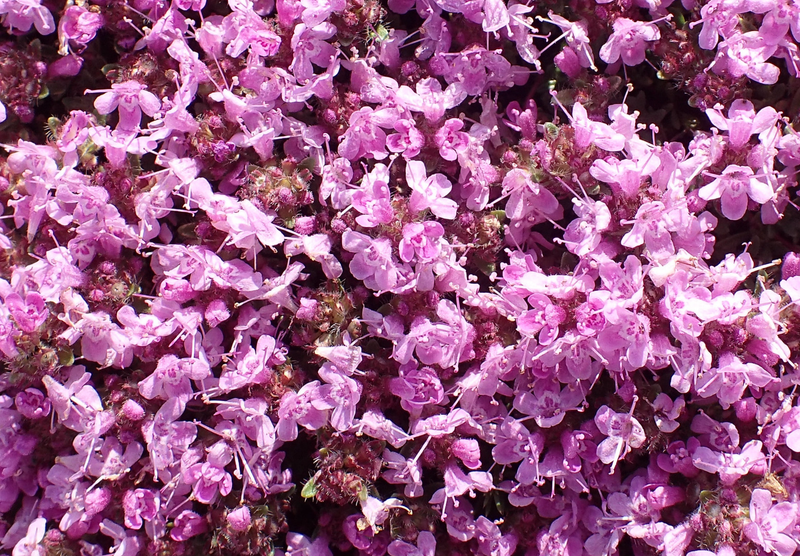 Høst og opbevaring af frø fra timian 'Purple Creeping