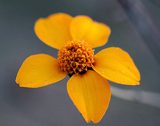 Så- og pasningsvejledning for Brøndsel - Bidens aurea