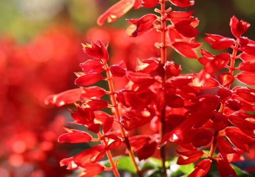 Så- og pasningsvejledning for Salvia splendens - Rød Salvie