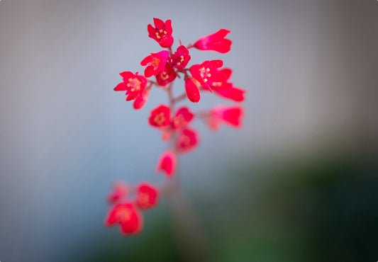 Purpurklokke (Heuchera sanguinea)