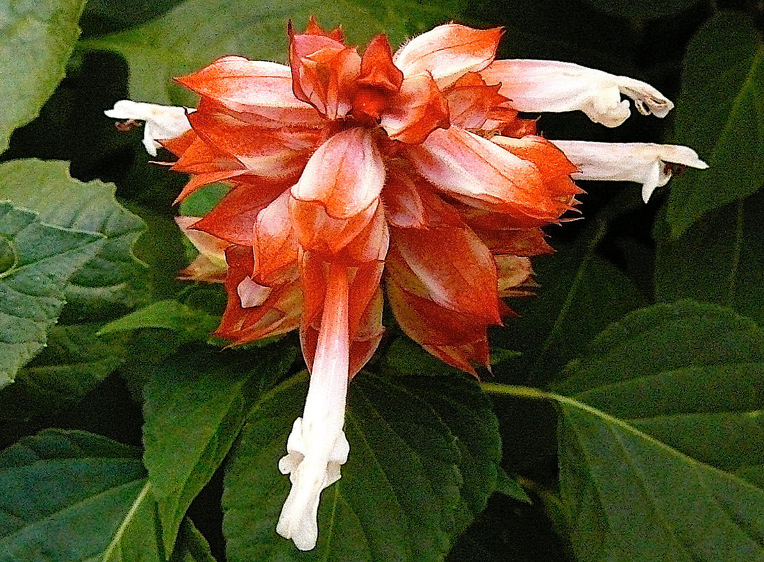 Såvejledning til Tofarvet Salvie - Salvia splendens 'Bicolor'