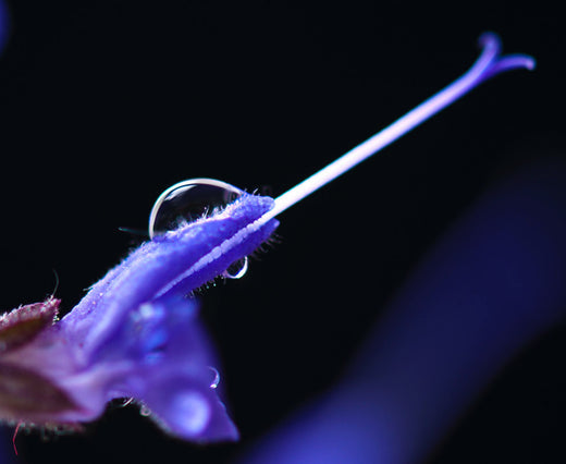 Så- og pasningsvejledning for Salvia pratensis - Blå Salvie