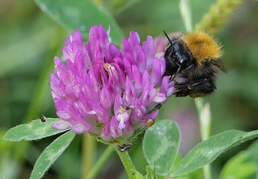 Så- og pasningsvejledning for rødkløver - Trifolium pratense