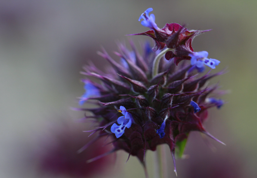 Så- og pasningsvejledning for Salvia hispanica - Sydamerikansk Salvie