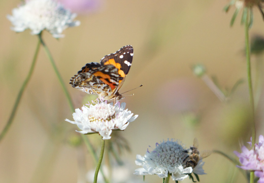 Så- og pasningsvejledning for enkeblomst - Scabiosa atropurpurea