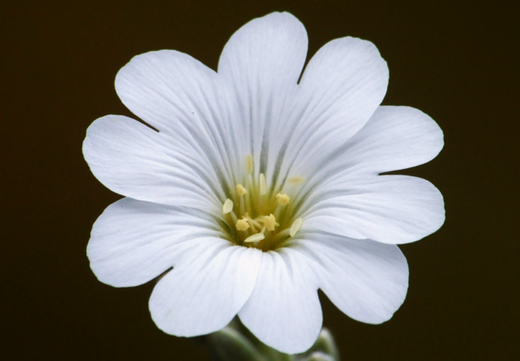 Så- og pasningsvejledning for Cerastium tomentosum - Hønsetarm