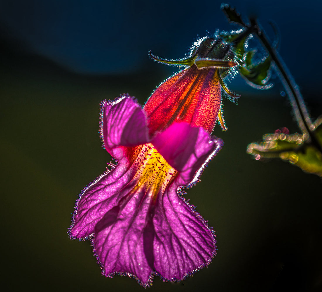 Såvejledning til Kinesisk fingerbøl - rehmannia angulata (Chinese Foxglove)