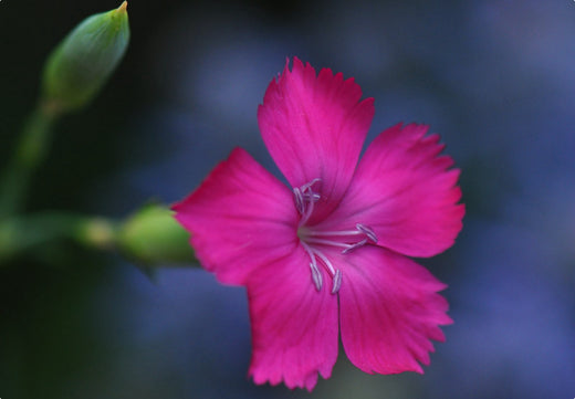 Så- og pasningsvejledning for pudenellike 'Pink Cheddar' - Dianthus gratianopolitanus