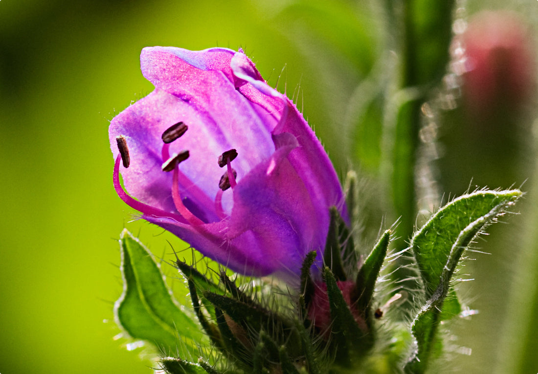 Dværg slangehoved (echium plantagineum)