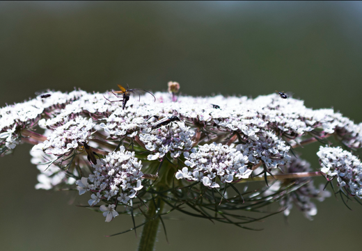Så- og pasningsvejledning for almindelig røllike 'Summer White' - Achillea millefolium