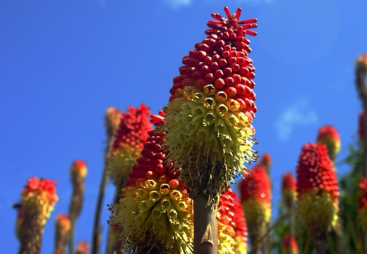 Så- og pasningsvejledning for Kniphofia uvaria - Raketblomst
