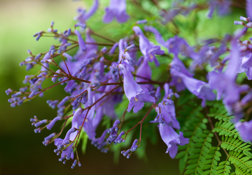 Så- og pasningsvejledning for Jacaranda mimosifolia - Palisandertræ