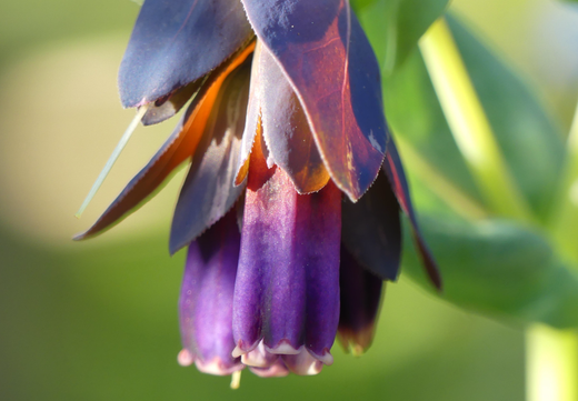 Så- og pasningsvejledning for Cerinthe major 'Purpurascens' - Voksurt