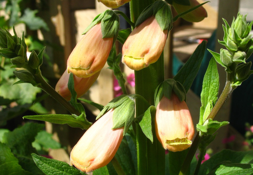 Så- og pasningsvejledning for Digitalis 'Apricot' - Fingerbøl "Aprikos"