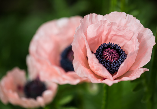 Så- og pasningsvejledning for Papaver orientale - Kæmpevalmue 'Prinsesse Victoria Louise'