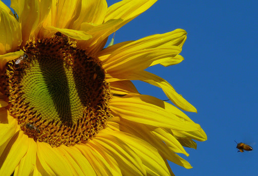 Så- og pasningsvejledning for Kæmpe Solsikke - Gigantisk Amerikansk Hybrid