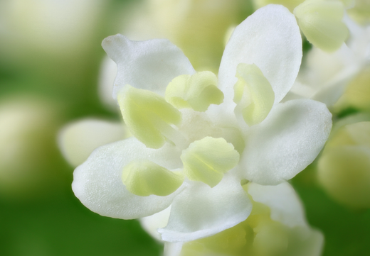 Så- og pasningsvejledning for Hyld – Sambucus nigra