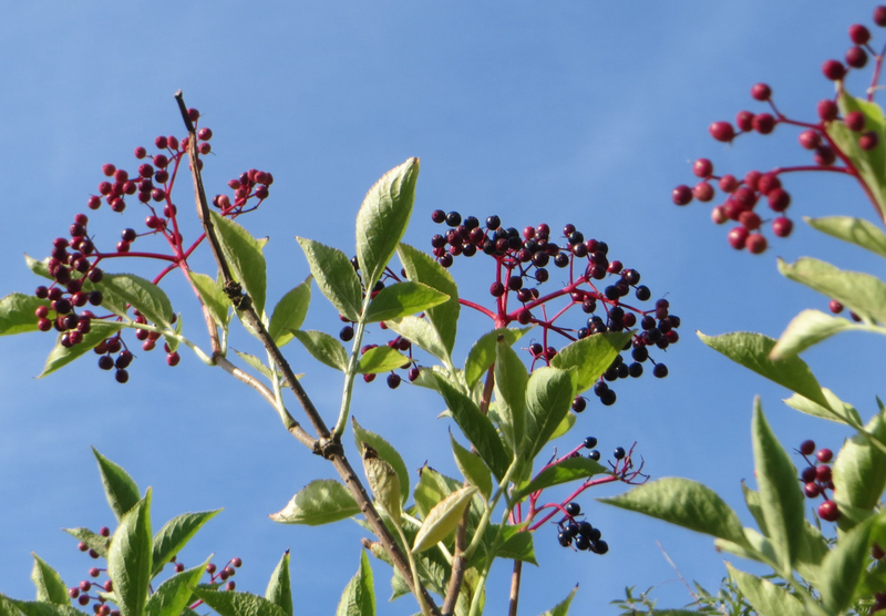 Biodiversitet i haven – hvad der faktisk hjælper