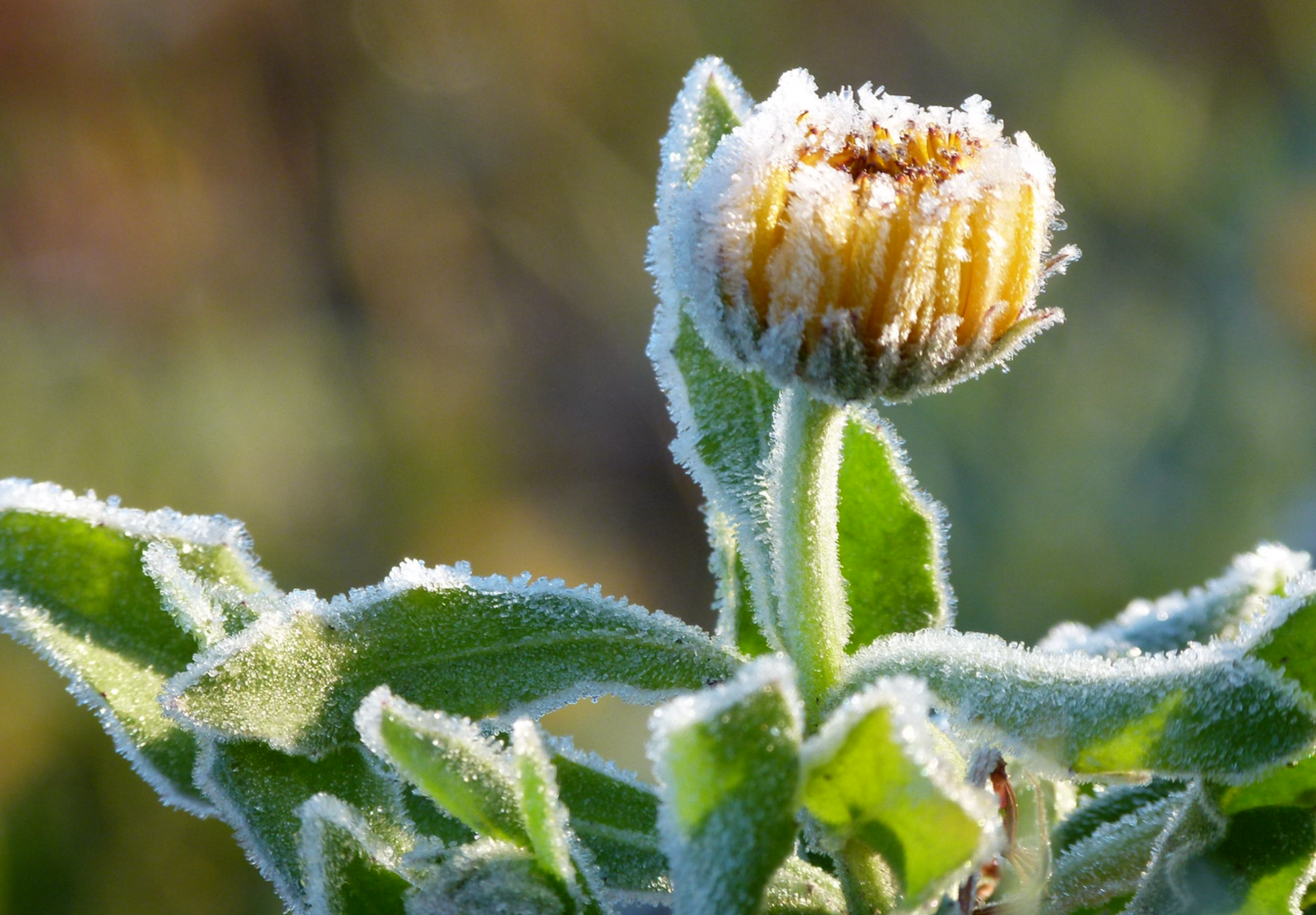 December i haven - Forberedelse til en blomstrende fremtid