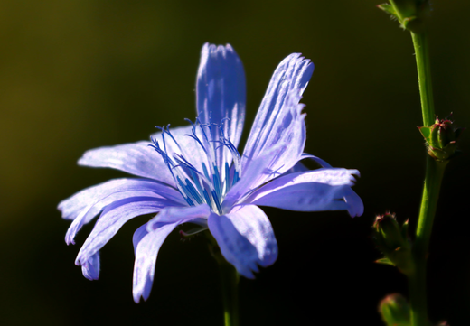 Cikorie - Cichorium intybus