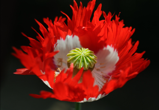 Opiumsvalmue 'Dannebrog' - Papaver somniferum 'Danish Flag'