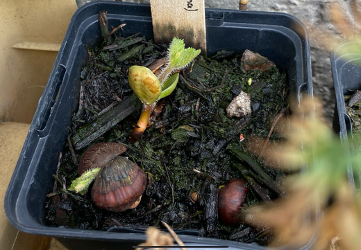 Tyrkisk Hassel - Corylus colurna