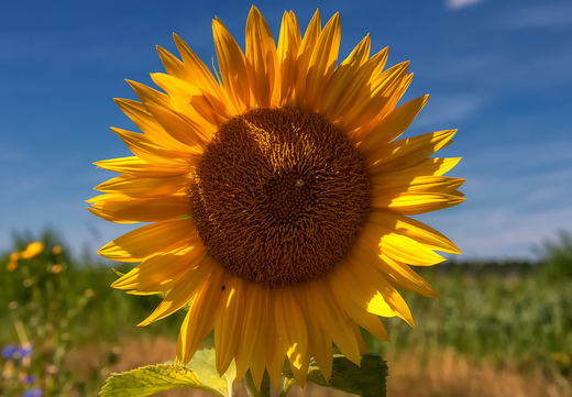 Så- og pasningsvejledning for solsikker - Helianthus annuus