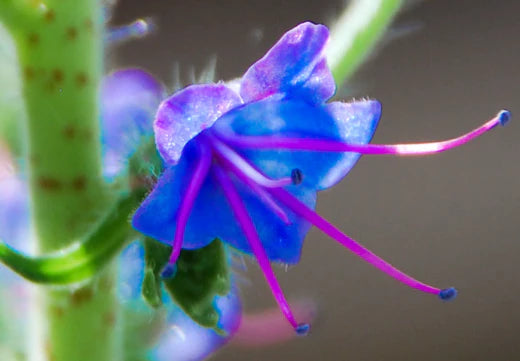 Så- og pasningsvejledning for Campanula glomerata - Nøgleklokke