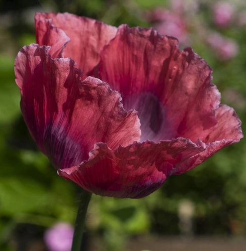 Gigantisk Lilla Valmue - Papaver somniferum "The Giant"