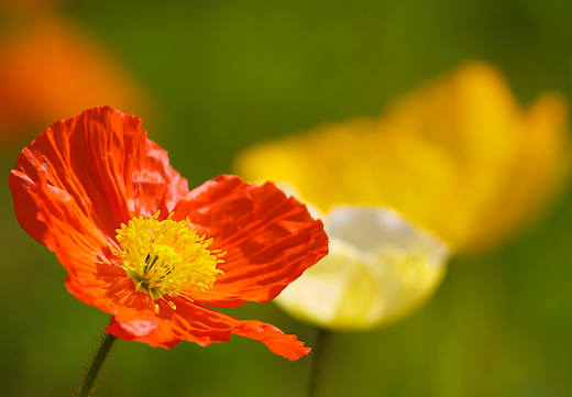 Islandsk Valmue - Papaver nudicaule