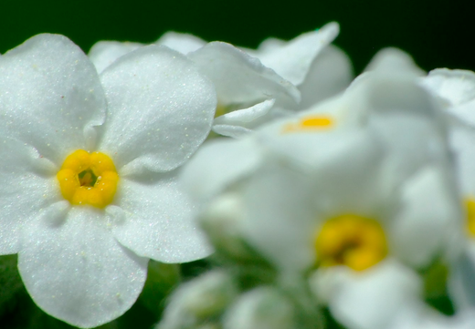 Forglemmigej Alpe Hvid - Myosotis alpestri