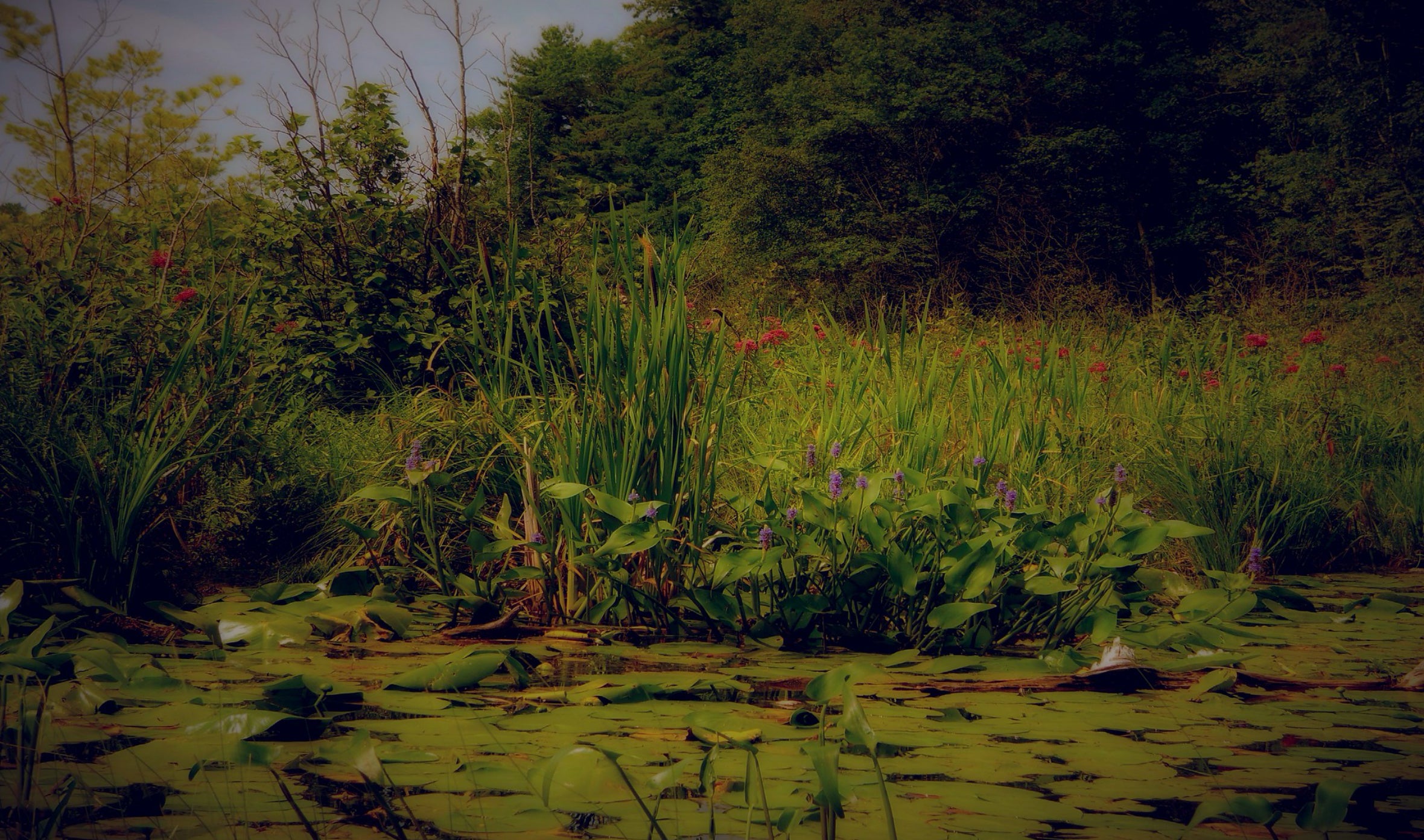 Sådan gør din have til et biodiversitetsparadis: 5 enkle trin