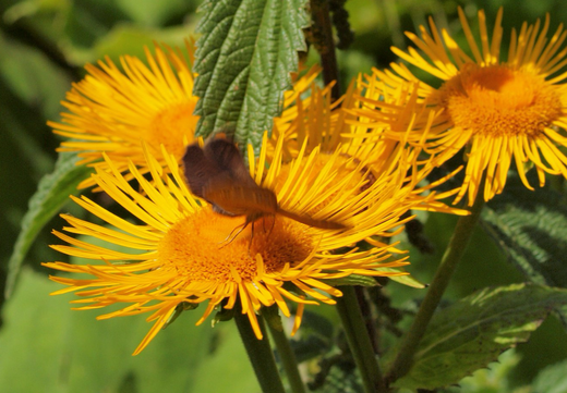 Læge-Alant - Inula helenium