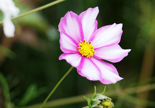 Cosmos bipinnatus 'Sensation Picotee'