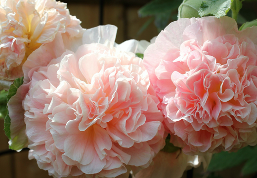 Stokrose 'Chaters Double Mix' - Alcea rosea