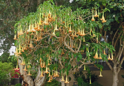 Så- og pasningsvejledning for Engletrompet - Datura brugmansia - Single Pink