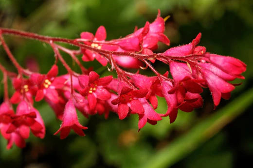 Så- og pasningsvejledning for Purpurklokke “Red Coral Bells” – Heuchera sanguinea