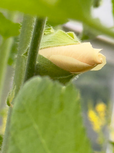 Så- og pasningsvejledning til Alcea rosea - Skovlund (almindelige stokroser i pastelfarver)