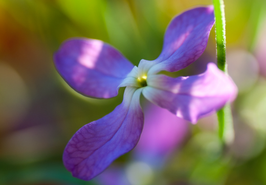 Så- og pasningsvejledning for Aftenlevkøj - Matthiola bicornis