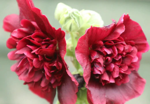 Så- og pasningsvejledning til Dobbelt Stokrose - 'Summer Carnival Mix' (Alcea rosea)