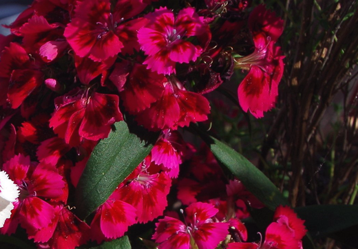 Så- og pasningsvejledning for Studenternellike 'Scarlet Beauty' - Dianthus barbatus