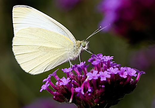 Såvejledning til Jernurt,  Verbena Bonariensis 'Vanity'