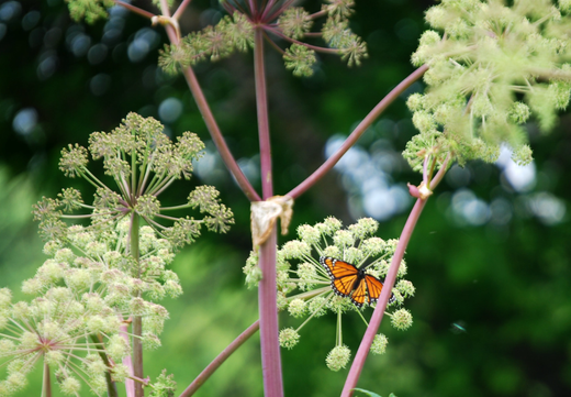 Så- og pasningsvejledning for Kvan - Angelica officinalis