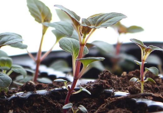 Så- og pasningsvejledning for Indianermynte - Monarda didyma 'Panorama'