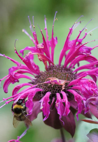 Så- og pasningsvejledning til Indianermynte - Monarda didyma 'Panorama Mix'